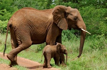 Lake Manyara National Park photo